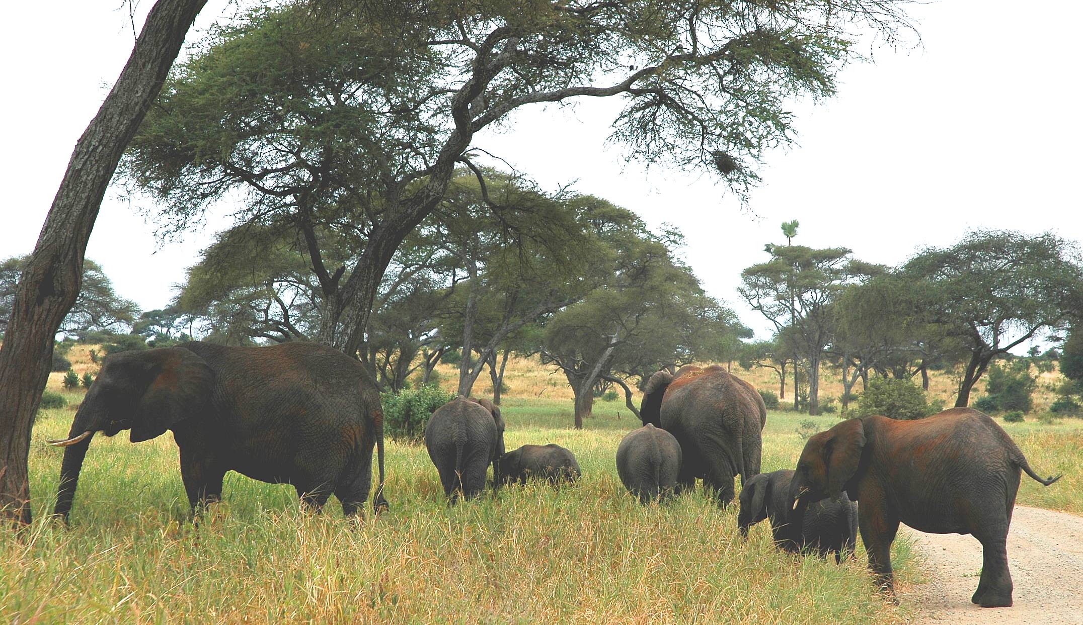 Tarangiri - Three Baby Elephants - 263.jpg