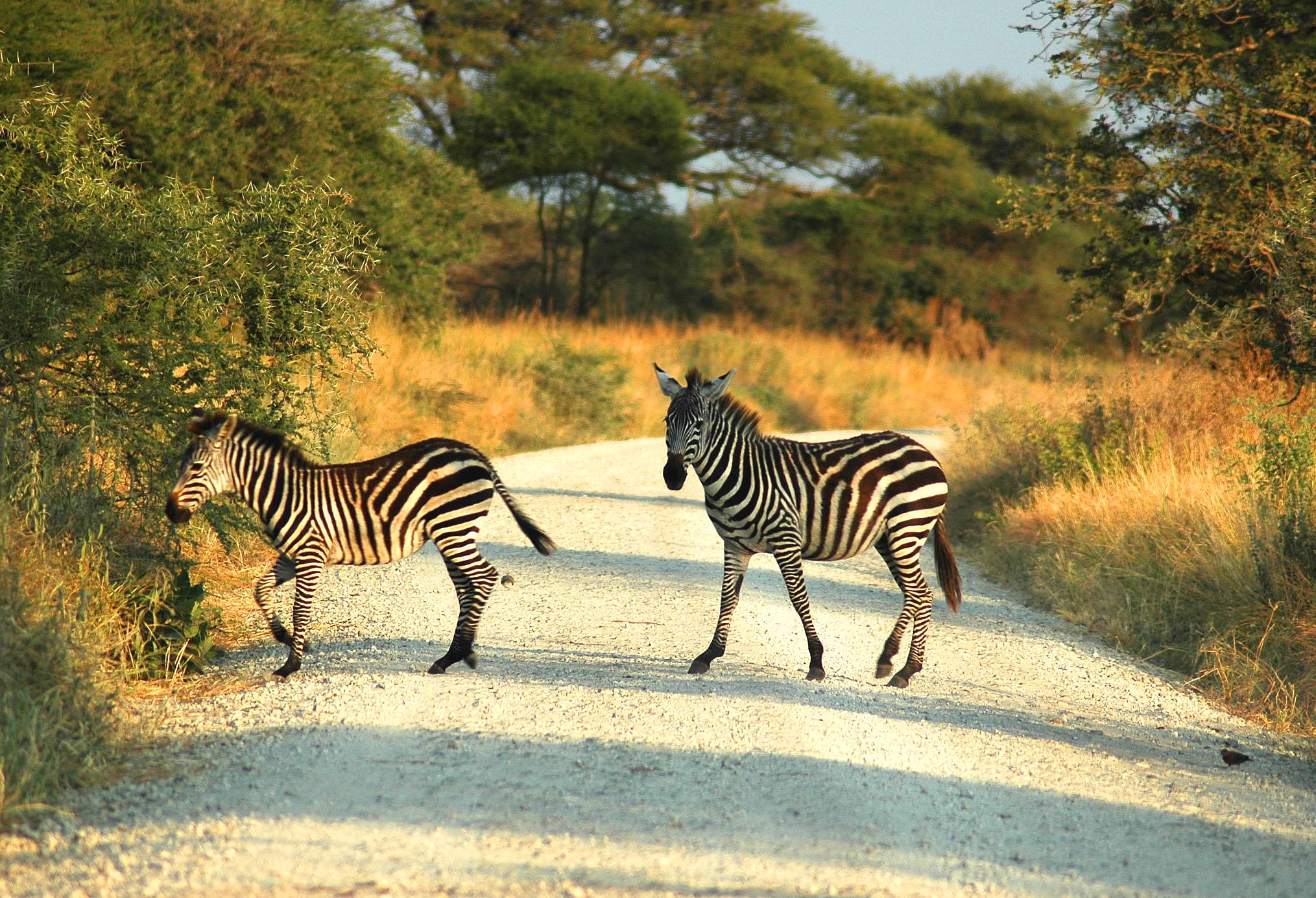 Tarangiri - Two Zebras - 241.jpg