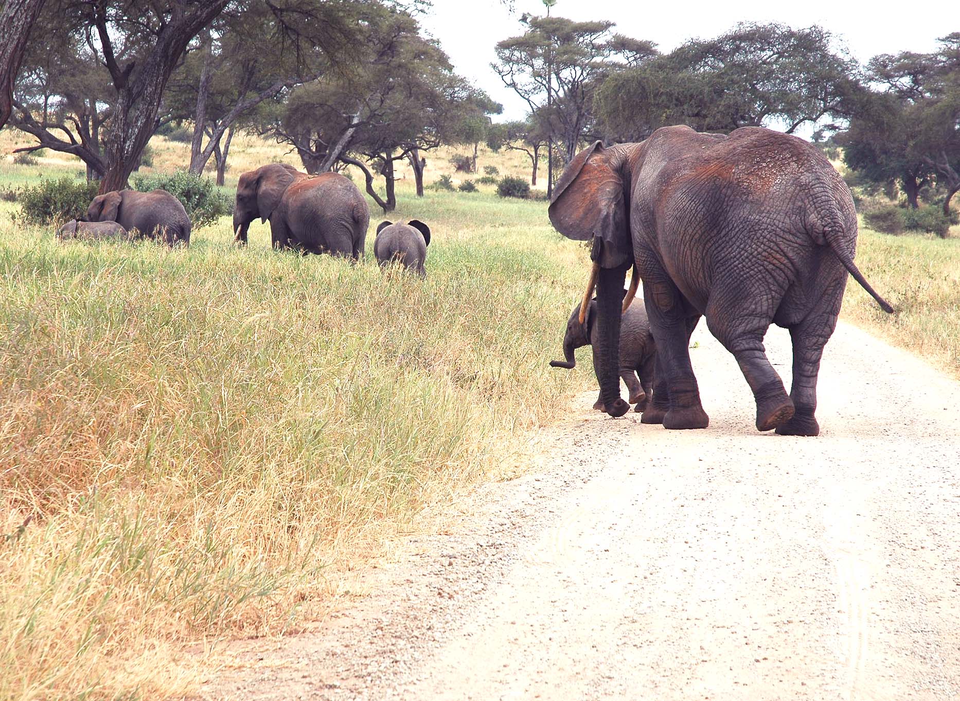 Tarangiri-23 - Elephant and Five Babies 2 - 267.jpg