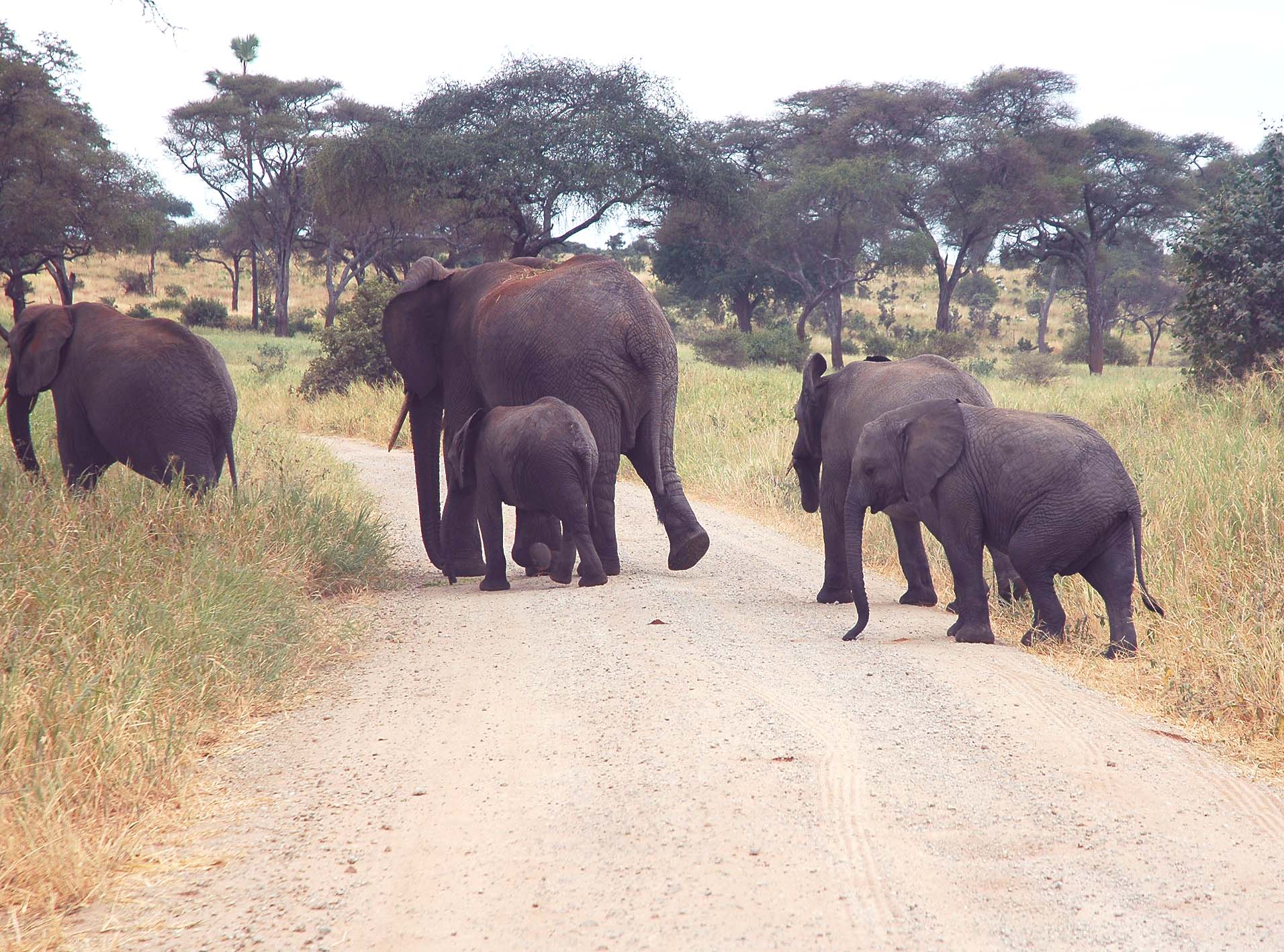 tarangiri-22-elephant-and-four-babies-2-260.jpg
