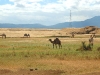 Arusha - Camels - 844.jpg