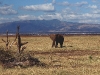 Manyara-03.jpg