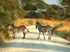 Tarangiri - Two Zebras - 241.jpg