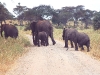 tarangiri-22-elephant-and-four-babies-2-260.jpg