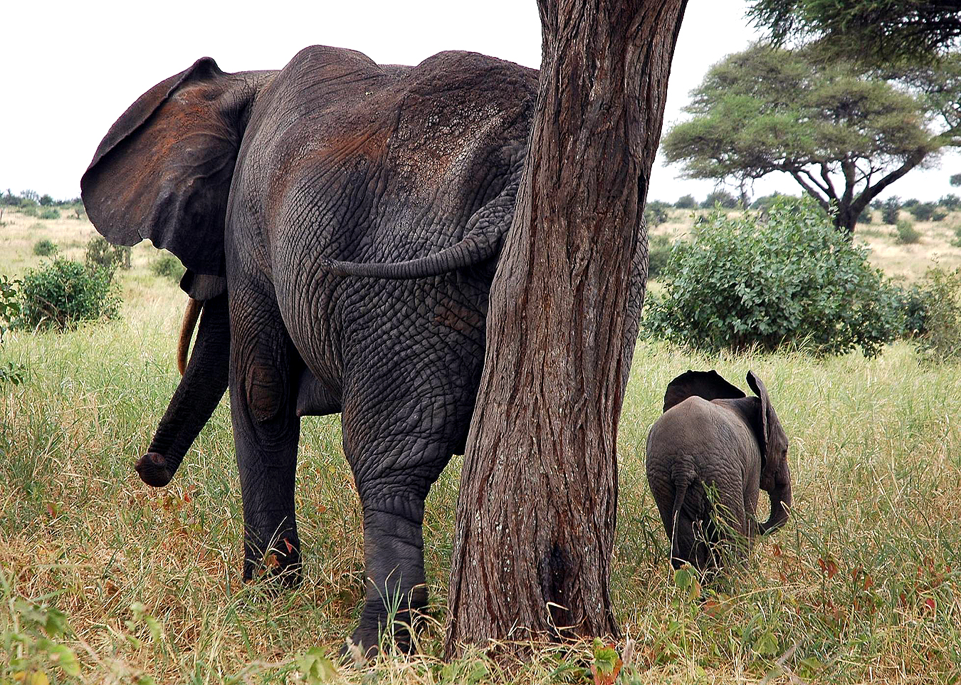 VT - 2004 - A27 - Tarangire - A24 - Elephant