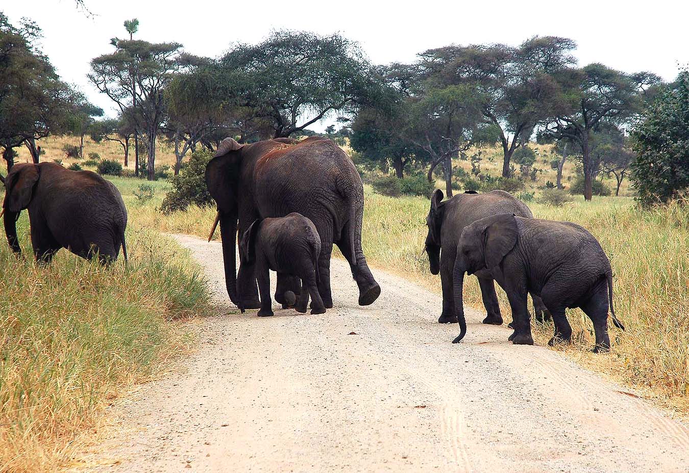VT - 2004 - A28 - Tarangire - A28 - Elephant