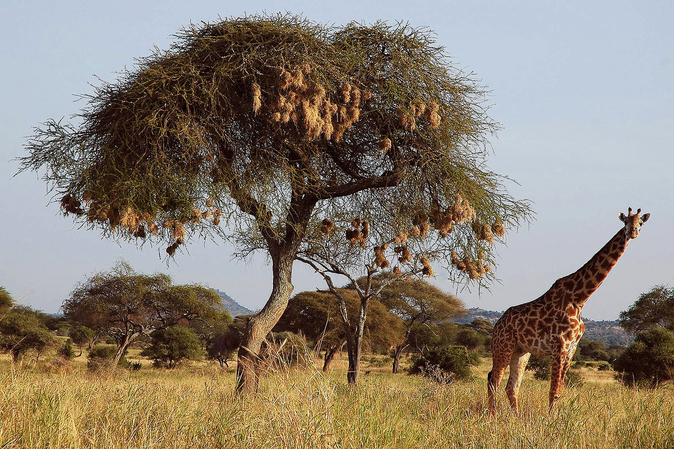 VT - 2004 - A29 - Tarangire - A32 - Giraffe