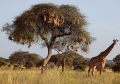 VT - 2004 - A29 - Tarangire - A32 - Giraffe