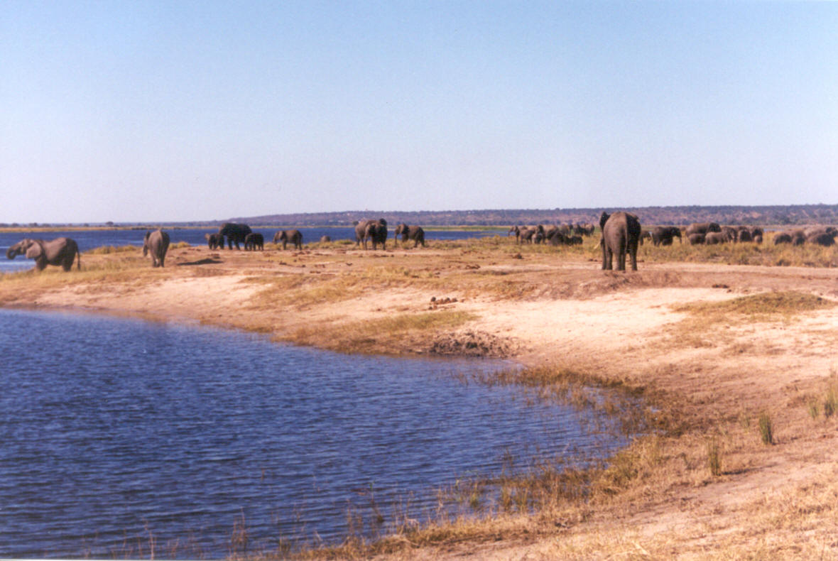 Forty Elephants in Chobe.jpg