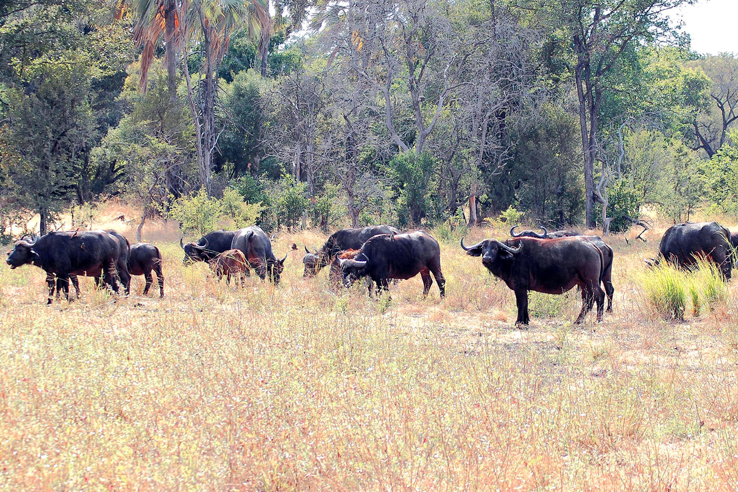 Zambia - Buffalo Herd - 97.jpg