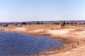 Forty Elephants in Chobe.jpg