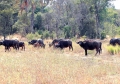 Zambia - Buffalo Herd - 97.jpg
