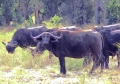 Zambia - Cape Buffalo - 95.jpg